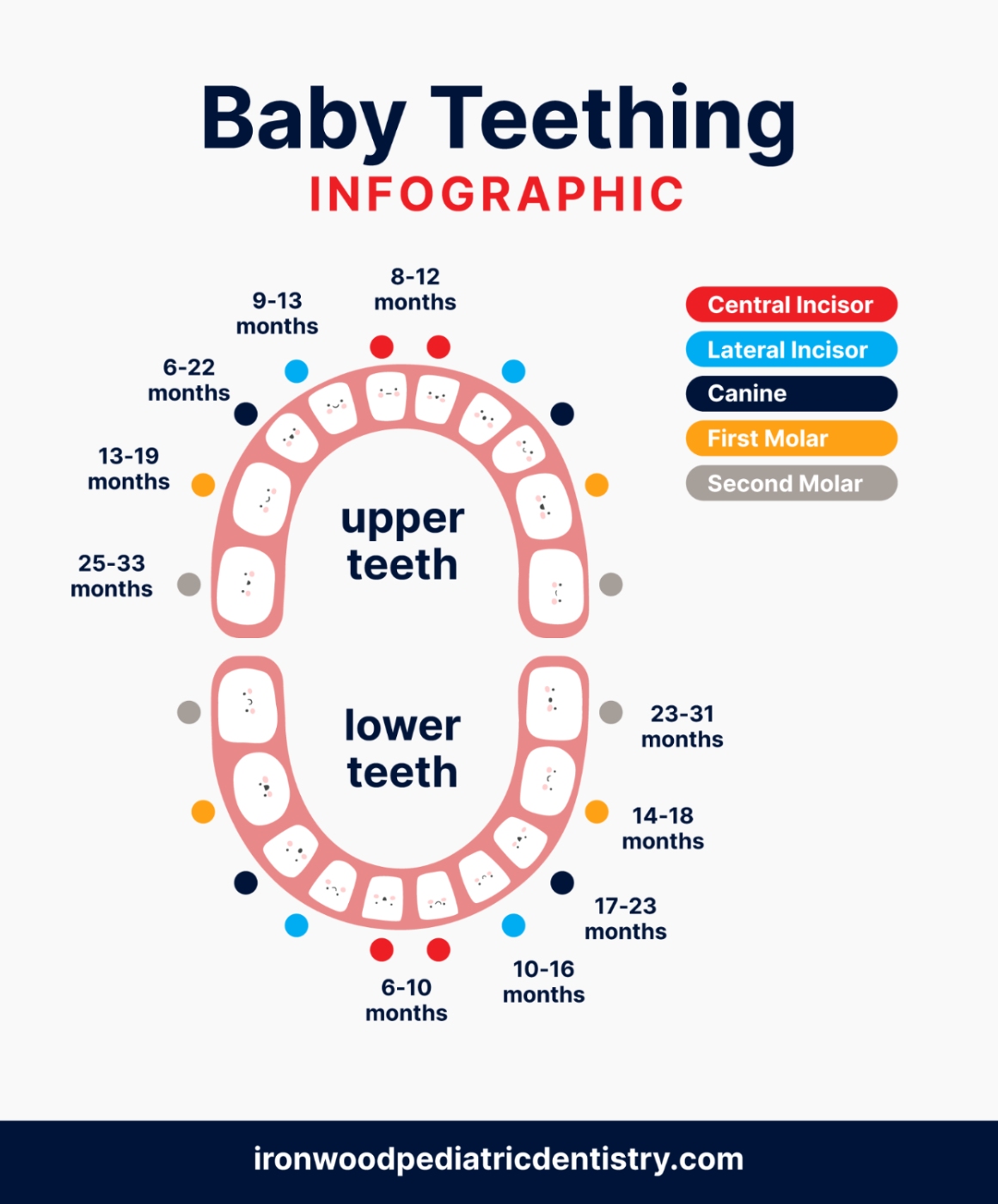 Baby teething infographic