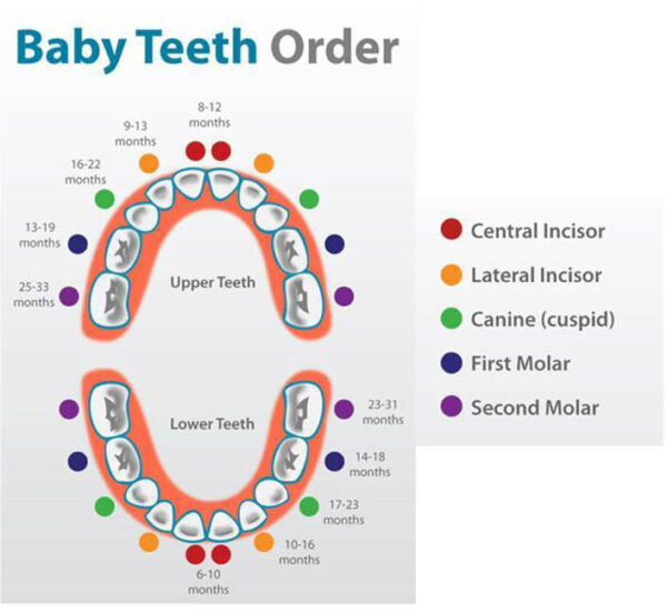 baby teeth eruption chart